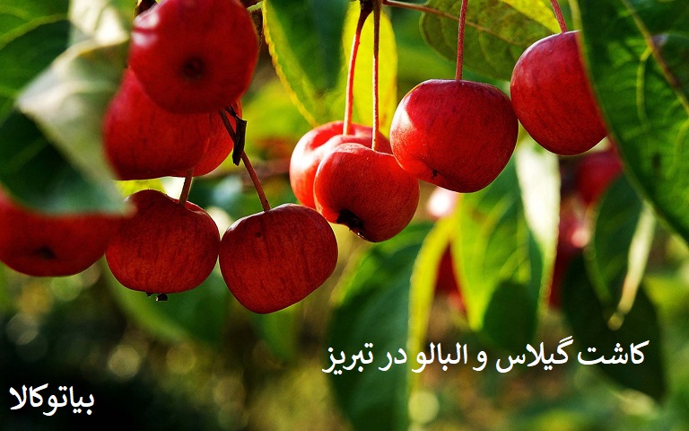 کشات گیلاس و آلبالو (فوت و فن)